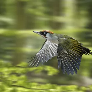 Green Woodpecker (Picus viridis) male flying through Beech woodland in spring, digital composite