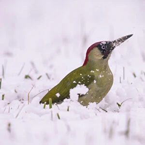 Green Woodpecker (Picus viridis ) male, Germany, December