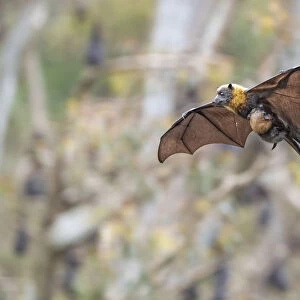 Grey-headed flying-fox (Pteropus poliocephalus) female in flight with baby / pup hanging