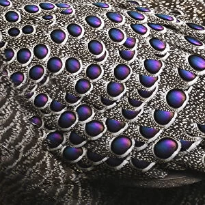 Grey peacock-pheasant (Polyplectron bicalcaratum) close up of the feathers, Tongbiguan