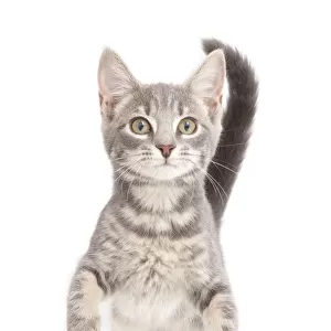 Grey tabby kitten standing and begging