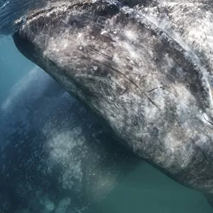 Grey whale (Eschrichtius robustus) calf at ocean surface, with its mother visible