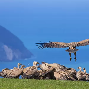 Griffon vulture (Gyps fulvus) landing on coast next to flock. Cantabria, Spain, March