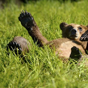 Grizzly bear cub (Ursus arctos horribilis) resting in the sedges, Khutzeymateen Grizzly