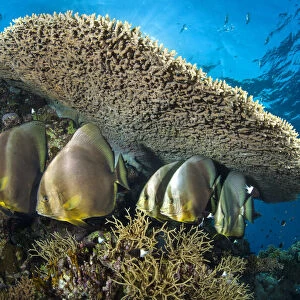 Group of Circular spadefish (Platax orbicularis) gather at a cleaning station beneath a