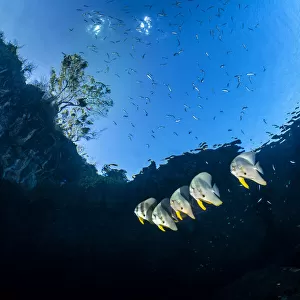 Group of Longfin batfish (Platax teira) beneath the surface, close to an island