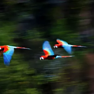 Group of Red-and-Green Macaws or Green-winged Macaws (Ara chloropterus) in flight over forest canopy. Chapada dos Guimaraes, Brazil