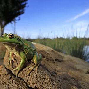 Growling grass frog (Litoria raniformis) basking on a stone at the edge of a rural dam at