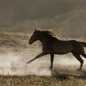Grulla Mustang stallion running in dust at Return to Freedom Sanctuary, Lompoc, California