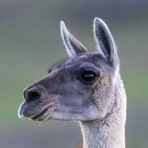 Guanaco (Lama guanicoe) female, alert whilst looking at Puma (Puma concolor) on on opposite slope