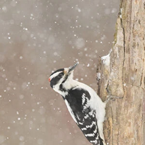 Hairy woodpecker (Picoides villosus) male in snowstorm, Freeville, New York, USA, February
