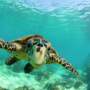 Hawksbill turtle (Eretmochelys imbricata) swimming underwater, Nosy Be, North Madagascar