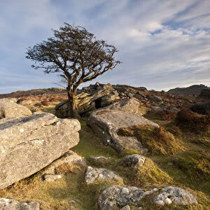 Hawthorn tree (Crataegus monogyna) and granite outcrop near Saddle Tor, Dartmoor National Park