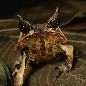 Head portrait of Bornean Horned Frog (Megophrys nasuta) among the leaf litter in