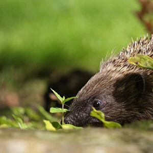 Hedgehog (Erinaceus europaeus) released adult foraging in garden, Sheffield, England, UK