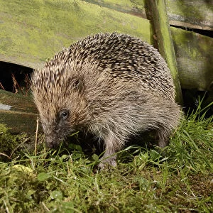 Hedgehog (Erinaceus europaeus) in a suburban garden at night near a gap in the fence