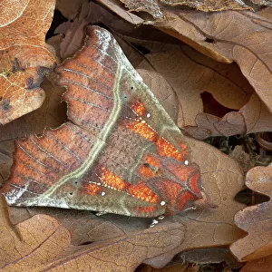 Herald moth (Scoliopteryx libatrix) camouflaged in leaf litter, Gosford Forest Park, Co. Armagh, Northern Ireland. September