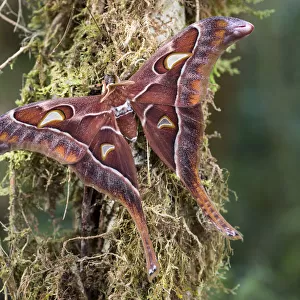 Hercules moth (Coscinocera hercules) recently emerged, montane rainforest. Ambua Lodge