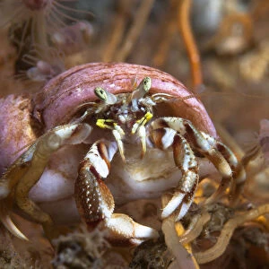 Hermit crab (Pagurus bernhardus) on yellow sponge, Loch Etive, west coast of Scotland