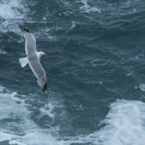 Herring gull (Larus argentatus) flying over sea. Great Saltee Island, Saltee Islands