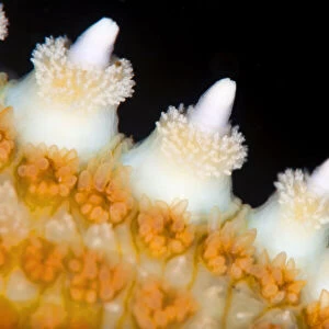 High magnification photo of the spines of a Common starfish (Asterias rubens)