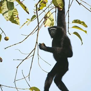 Hoolock Gibbon (Hylobates hoolock) male hanging from a branch. Assam, India, February