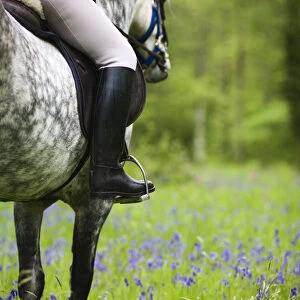 Horse and rider trekking through bluebell wood Brecon Beacons National Park, Powys