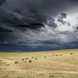 Horses grazing in steppe grassland, Altanbulag, Mongolia