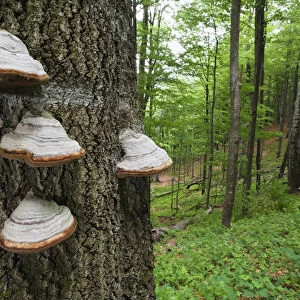 Horses hoof / Tinder fungus (Fomes fomentarius) on tree trunk, European beech