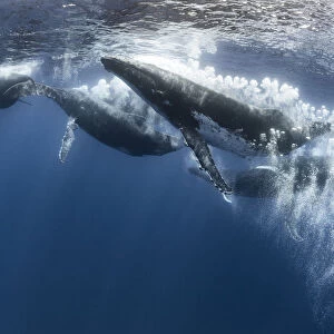 Humpback whale (Megaptera novaeangliae) heat run with seven males, male blowing bubbles