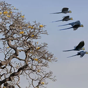 Hyacinth Macaw (Anodorhynchus hyacinthinus) small group in flight, Brazil