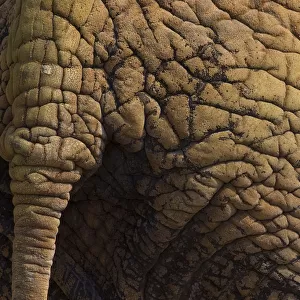 Indian elephant (Elephas maximus) close up of skin and tail, captive