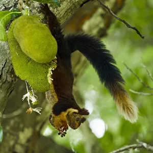 Indian giant squirrel (Ratufa indica) feeding on Jackfruit, Kaziranga National Park