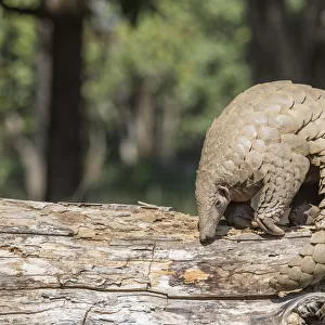 Indian pangolin (Manis crassicaudata) foraging for food, probably termites, Kanha National Park