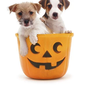 Jack-in-a-bucket - two Jack Russell Terrier puppies in a Halloween pumpkin bucket