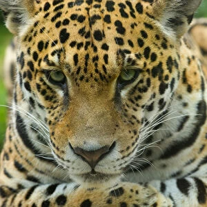Jaguar (Panthera onca) close-up head portrait, lying down, captive