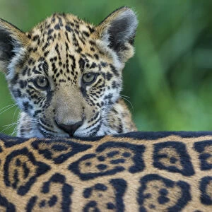 Jaguar (Panthera onca) cub looking over its mothers back, captive, occurs in Southern