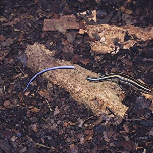 Japanese five lined skink {Eumeces japonicus} with its tail that it has broken off by itself