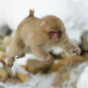 Japanese macaque (Macaca fuscata) youngster jumping over small stream, Jigokudani, Nagano, Japan
