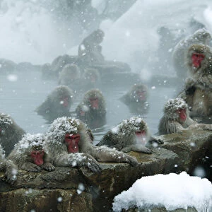 Japanese macaques (Macaca fuscata) warming up by bathing in a hot spring during snowfall