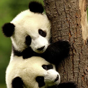 Juvenile Giant Pandas (Ailuropoda melanoleuca) climbing a tree trunk, Wolong China Conservation