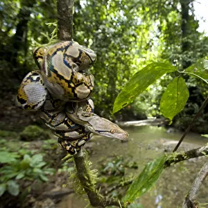 Juvenile Reticulated python (Python reticulatus) resting coiled round sapling by a stream