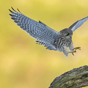 Kestrel (Falco tinnunculus) female alighting onto perch, Scotland, UK
