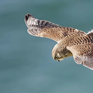 Kestrel (Falco tinnunculus) male hovering as it hunts for prey near coastal cliffs with