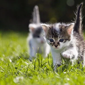 Kittens exploring garden lawn, Germany