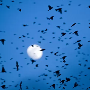 Large flock of Bramblings (Fringilla montifringilla) in flight at dusk, in front of the moon