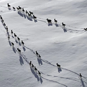 A large herd of Tien Shan Argali (Ovis ammon karelini) making tracks through snow
