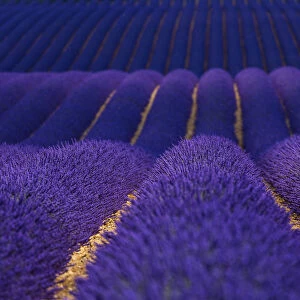 Lavender (Lavandula angustifolia) fields, Valensole Plateau, Alpes Haute Provence