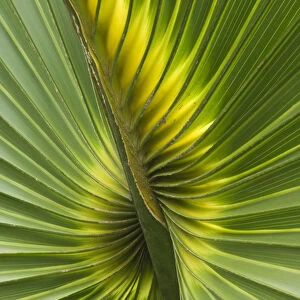 Detail of leaf of Cabbage Palmetto (Sabal palmetto) Sanibel Island, Florida, USA
