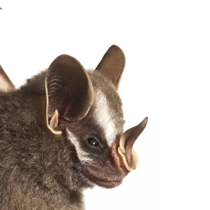 Leaf nosed bat (Stenodermatinae sp. ) Iwokrama, Guyana. Meetyourneighbours. net project